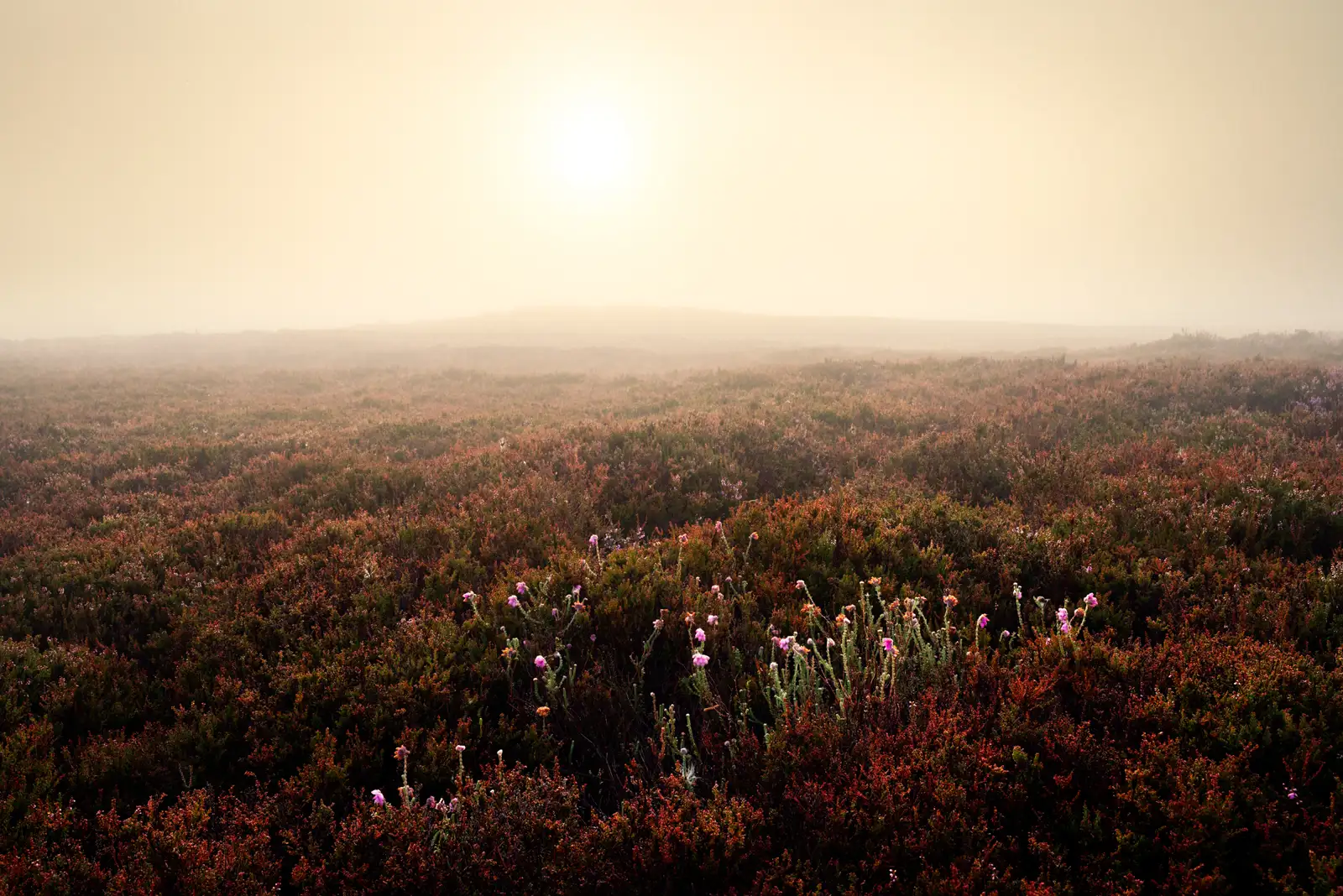 Foggy landscape with a vast expanse of heathland covered in heather. The foreground shows clusters of purple and pink flowers amid reddish-brown foliage. The pale sun is partially visible in the misty sky, casting a muted light over the scene.