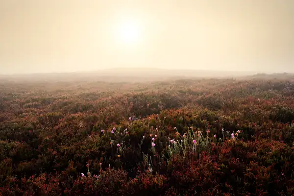 Foggy landscape with a vast expanse of heathland covered in heather. The foreground shows clusters of purple and pink flowers amid reddish-brown foliage. The pale sun is partially visible in the misty sky, casting a muted light over the scene.