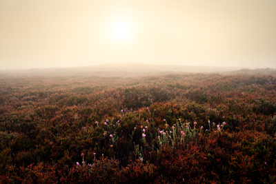Moorland at dawn