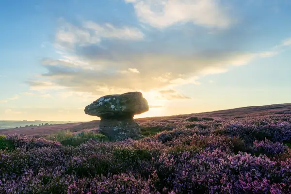Rock formation silhouetted against a setting sun on a moorland covered in vibrant purple heather. The sky is partly cloudy, with golden sunlight streaming through, creating a serene and picturesque landscape.
