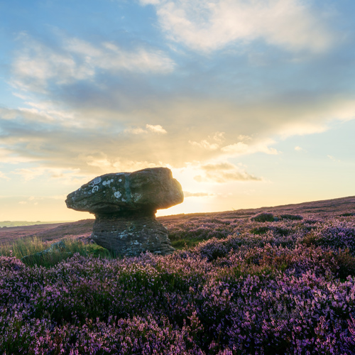 August Heather: A unique rock formation stands amid a vibrant purple heather field, with the sun setting in the background, creating a warm sky with soft blue and yellow hues.