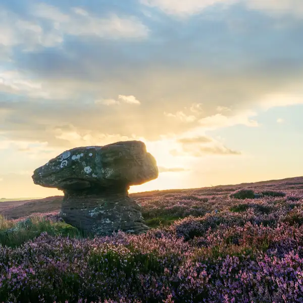 August Heather