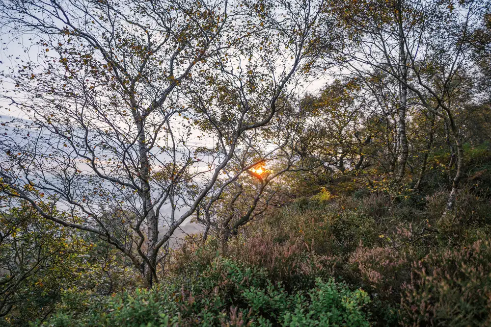 Sunlight filters through a dense cluster of leafless and partially leaf-covered trees, casting a warm glow over the scene. The foreground is filled with lush green and purple undergrowth, adding texture and depth. The sky above is soft with light hues, indicating either dawn or dusk.