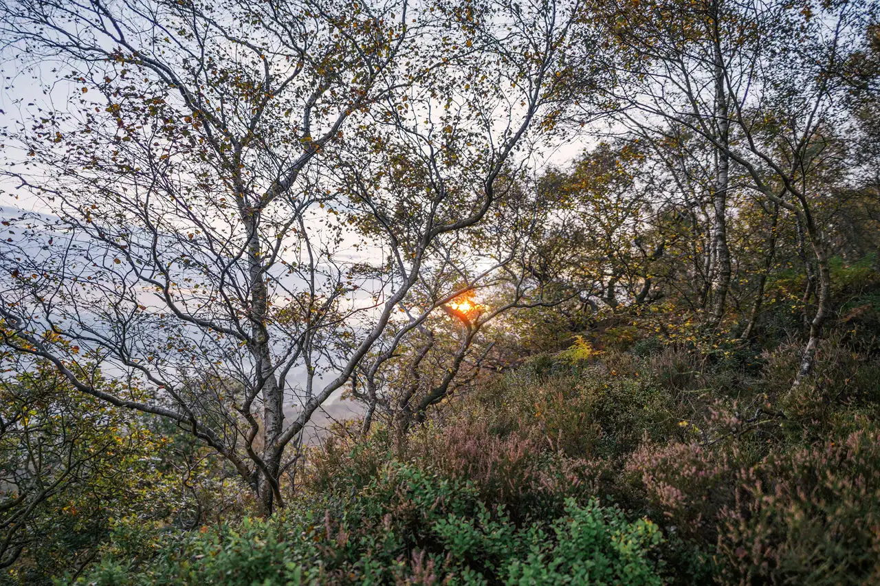 Sunlight filters through a dense cluster of leafless and partially leaf-covered trees, casting a warm glow over the scene. The foreground is filled with lush green and purple undergrowth, adding texture and depth. The sky above is soft with light hues, indicating either dawn or dusk.