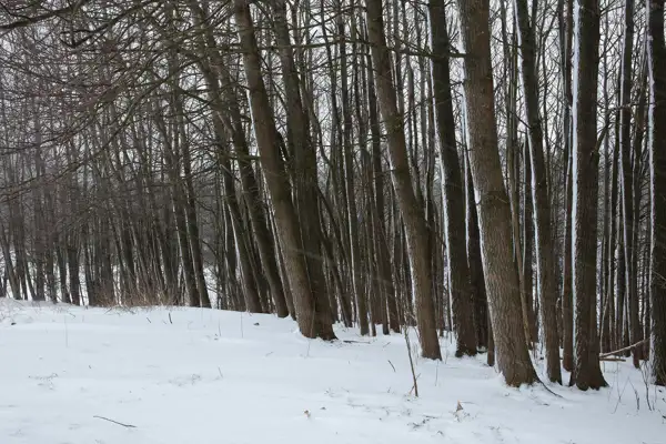 Leafless trees with dark trunks stand closely together, slightly leaning, in a snow-covered forest. The ground is blanketed in fresh white snow, with a few scattered twigs. The overcast sky casts a muted light on the scene, creating a serene winter atmosphere.