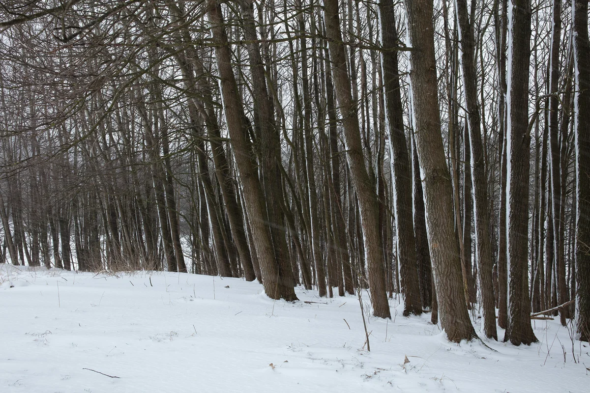 Bare deciduous trees on a snow-covered slope in woodland under flat winter light