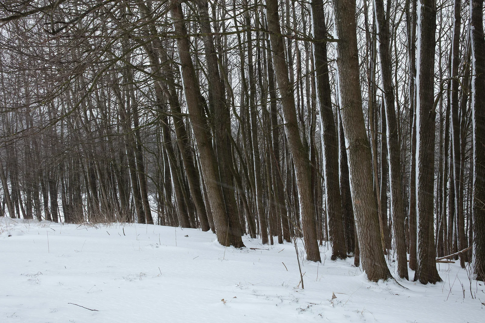 Bare deciduous trees on a snow-covered slope in woodland under flat winter light