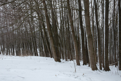  a person standing on top of a snow covered forest