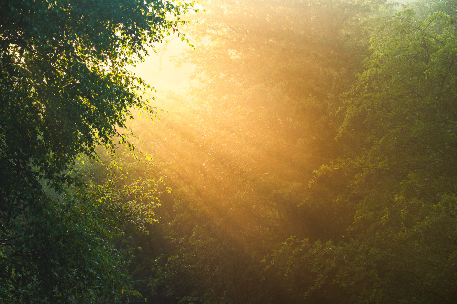 Sunlight filters through a dense forest canopy, casting warm golden rays across vibrant green leaves. The light creates a glowing effect, highlighting the lush foliage and creating a serene atmosphere.
