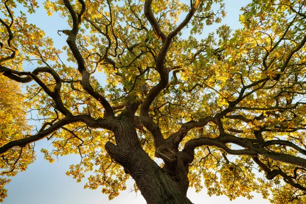 Looking up into the spreading canopy of an ancient oak tree against a clear blue autumn sky