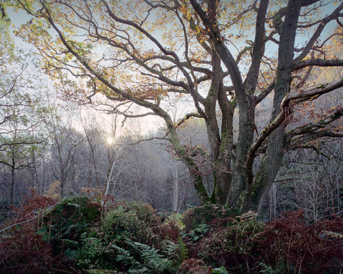 A Journey Through Ancient Woodland:  
