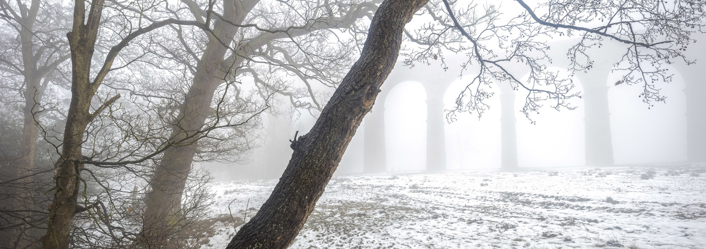  a tree with snow on the ground