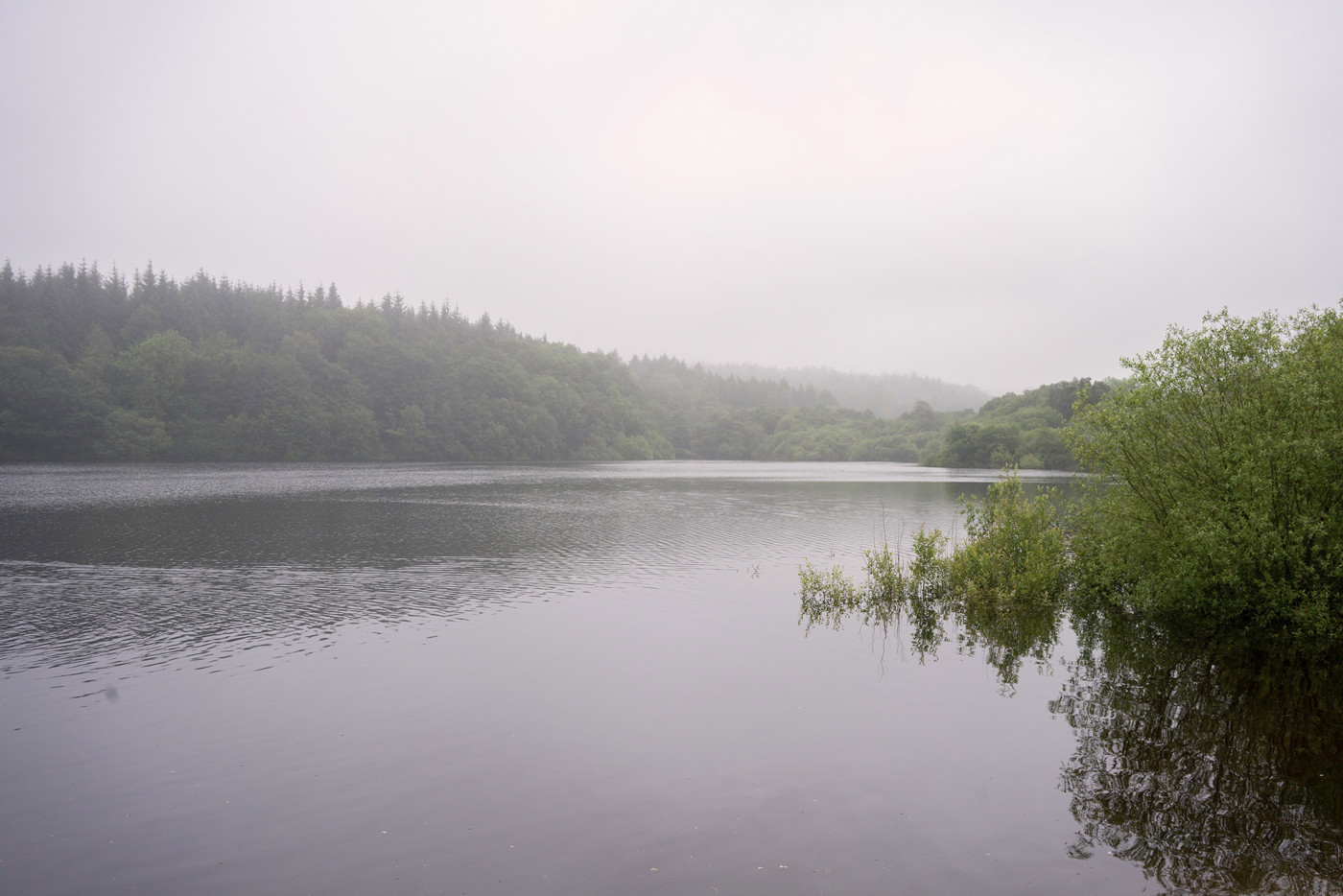  a body of water surrounded by trees