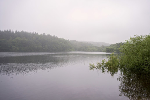  a body of water surrounded by trees