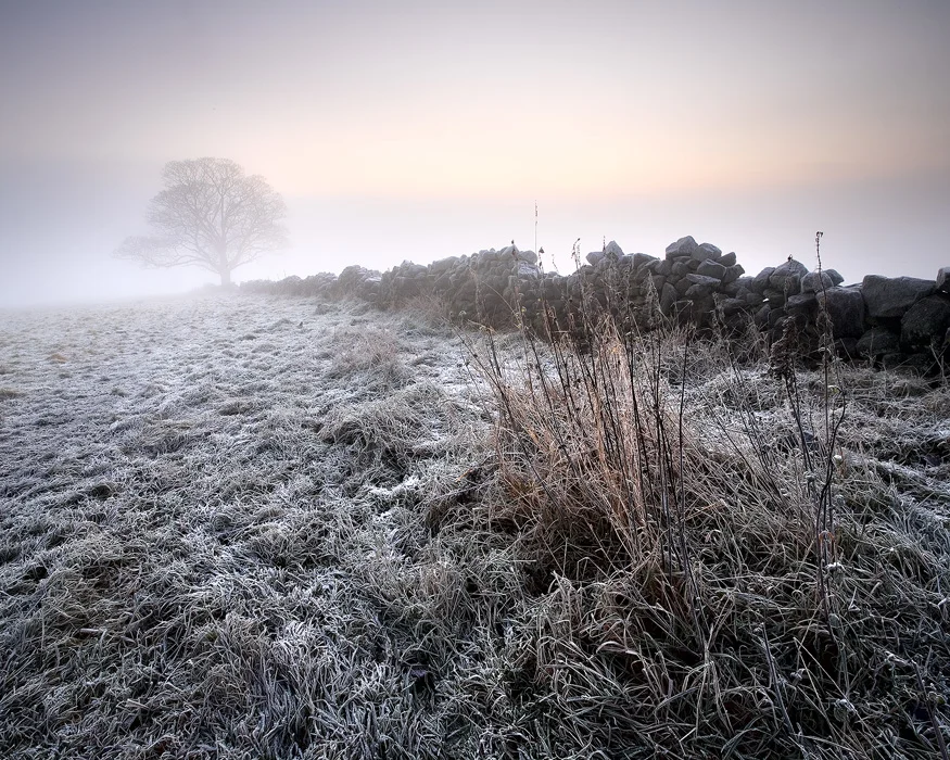 Winter Morning II