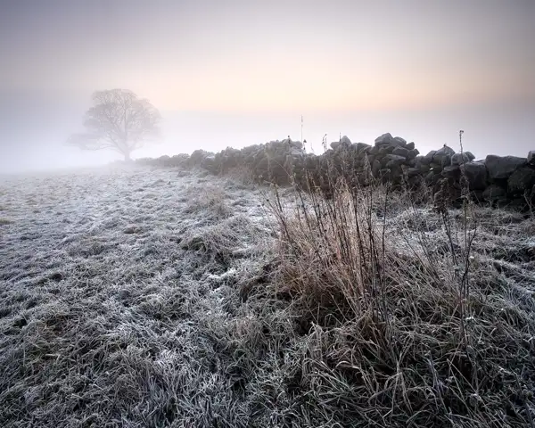 Winter Morning II