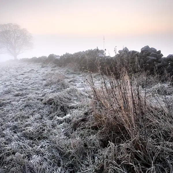 Winter Morning II