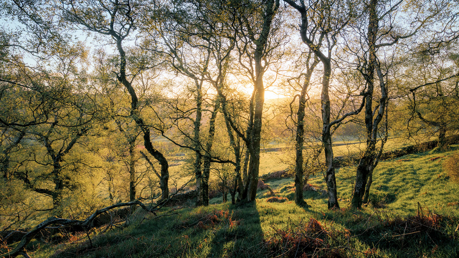 Sunlight filters through slender, leaf-covered tree branches in a serene woodland setting. The ground is carpeted with lush green grass, casting long shadows in the soft, golden light. The sky is clear, enhancing the tranquillity of the scene.