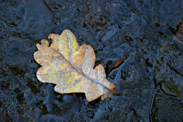 Frosty Leaf