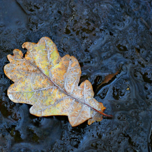 Frosty Leaf: Frosty Leaf