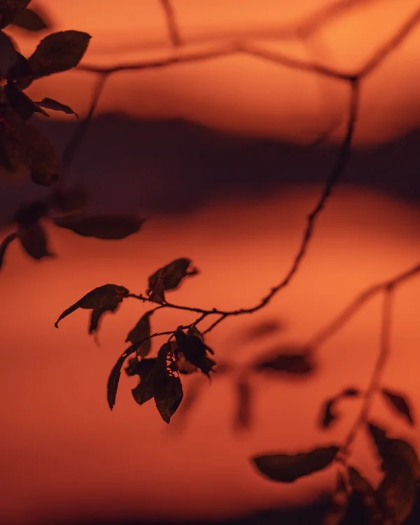 Silhouetted leaves and branches against a glowing orange sunset sky with soft distant hills