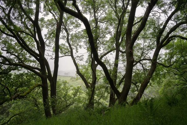 Twisting trees with lush green foliage on a misty hillside overlooking a hazy valley in summer