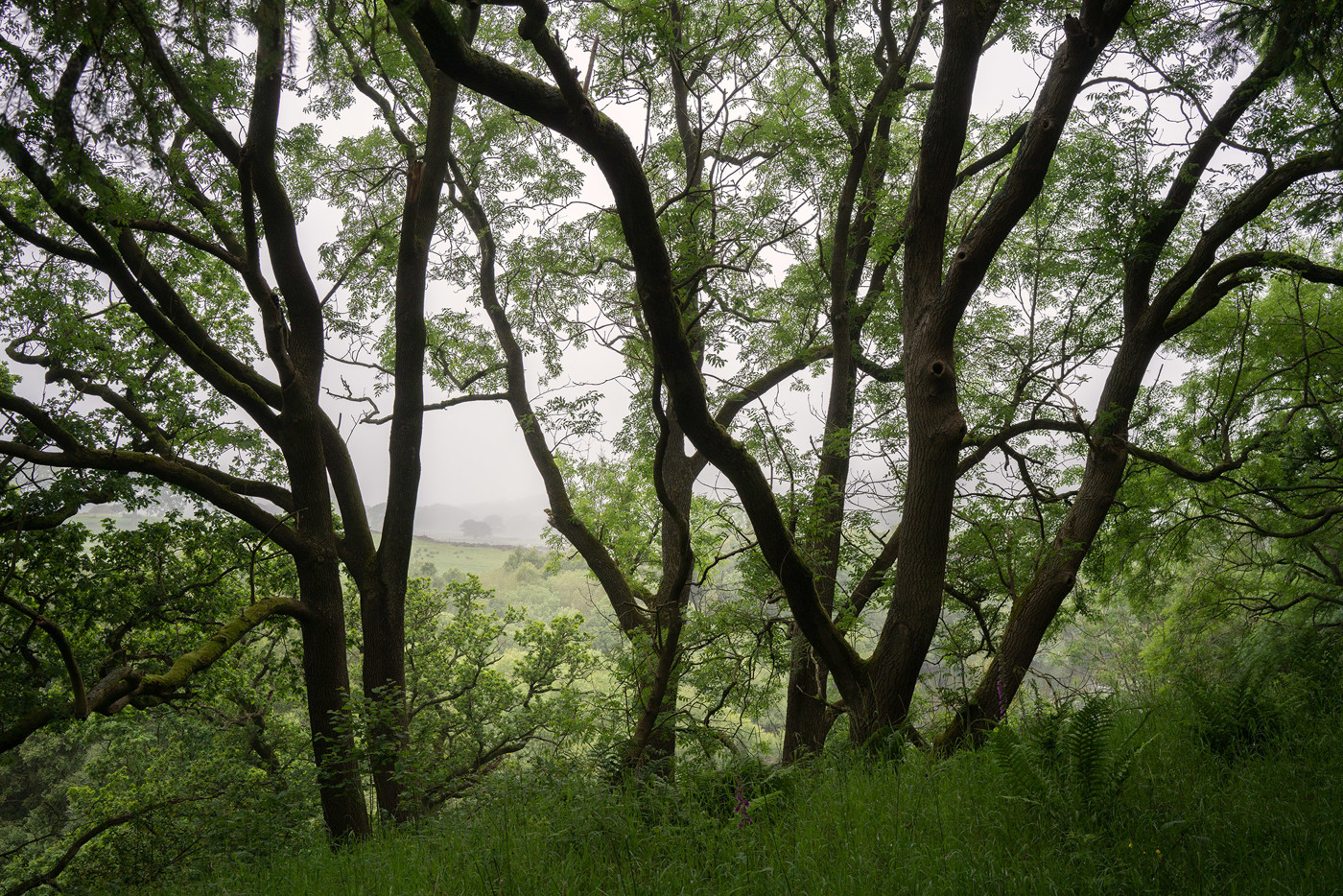  a large tree