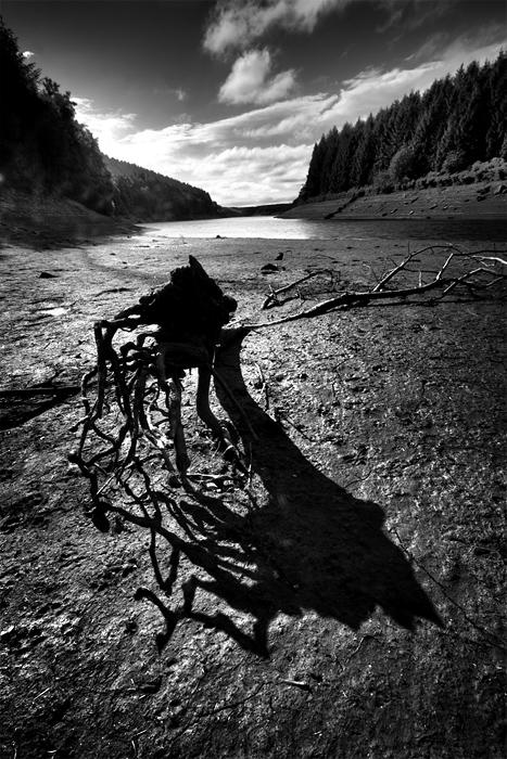Dead wood