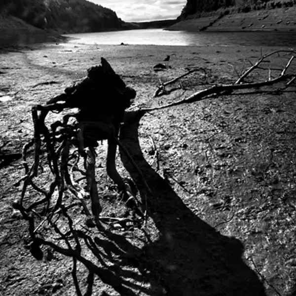 Dead wood