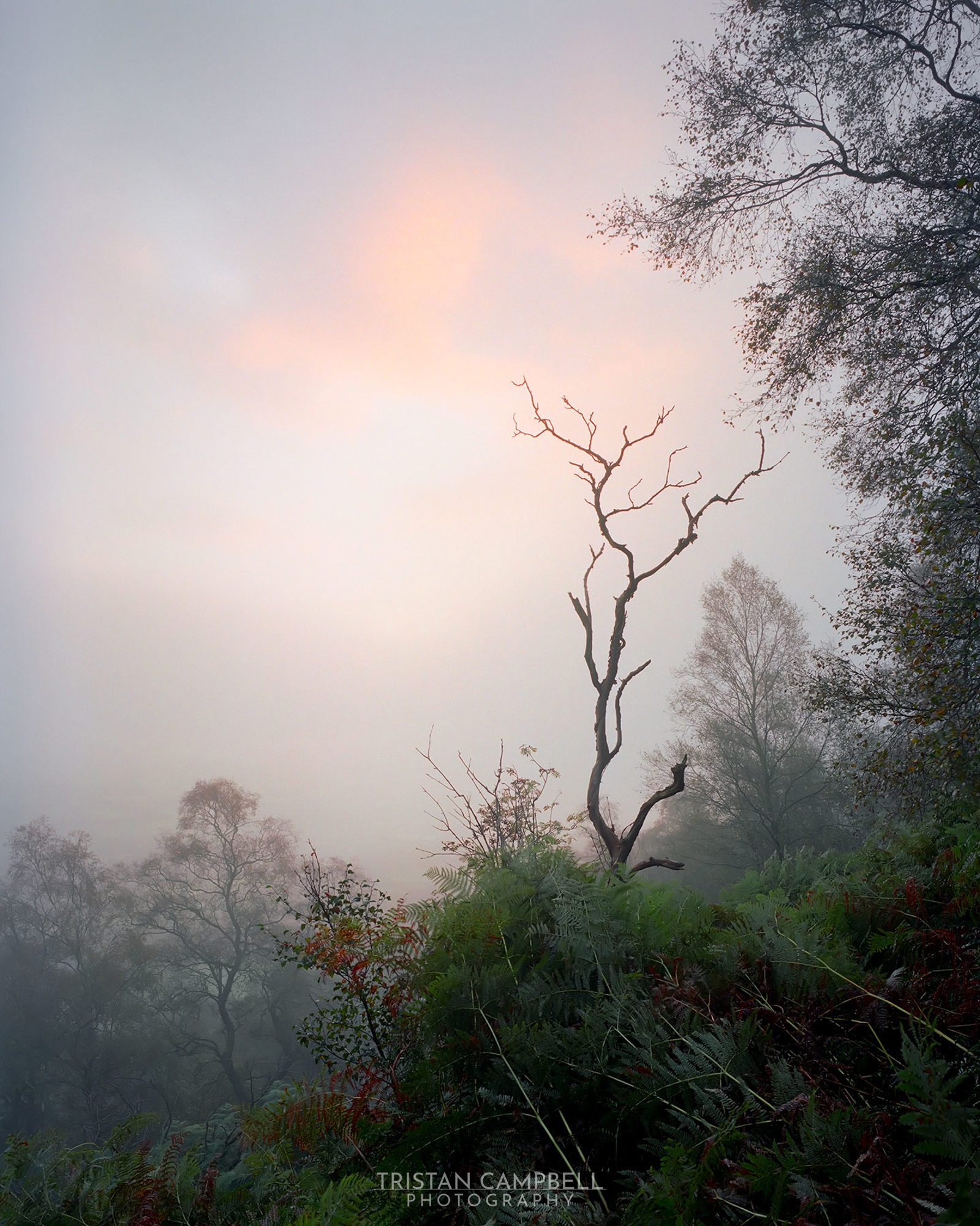 Misty landscape with a solitary, leafless tree branch silhouetted against a pale, pastel-coloured sky at dawn. Surrounding the branch are lush green ferns and other foliage in the foreground, with more faintly visible trees blending into the foggy background.