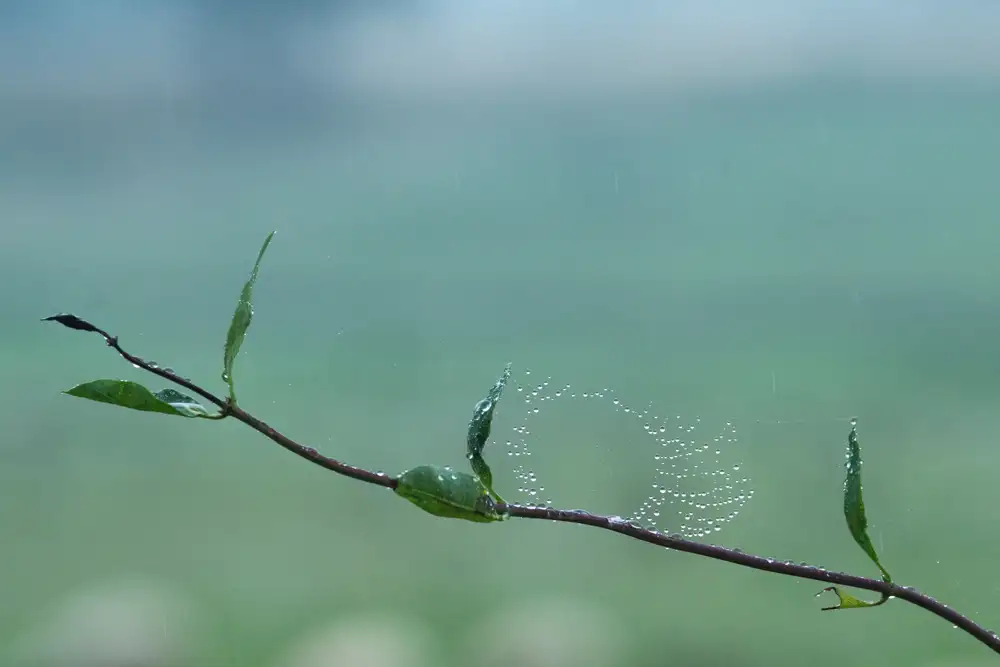 Thin branch with several green leaves, adorned with a delicate spider web holding droplets of water, against a soft, blurred green background.
