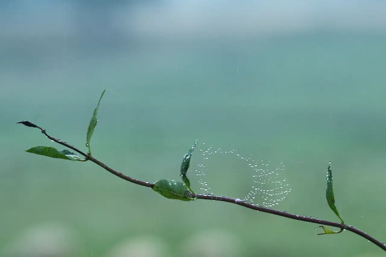 Thin branch with several green leaves, adorned with a delicate spider web holding droplets of water, against a soft, blurred green background.