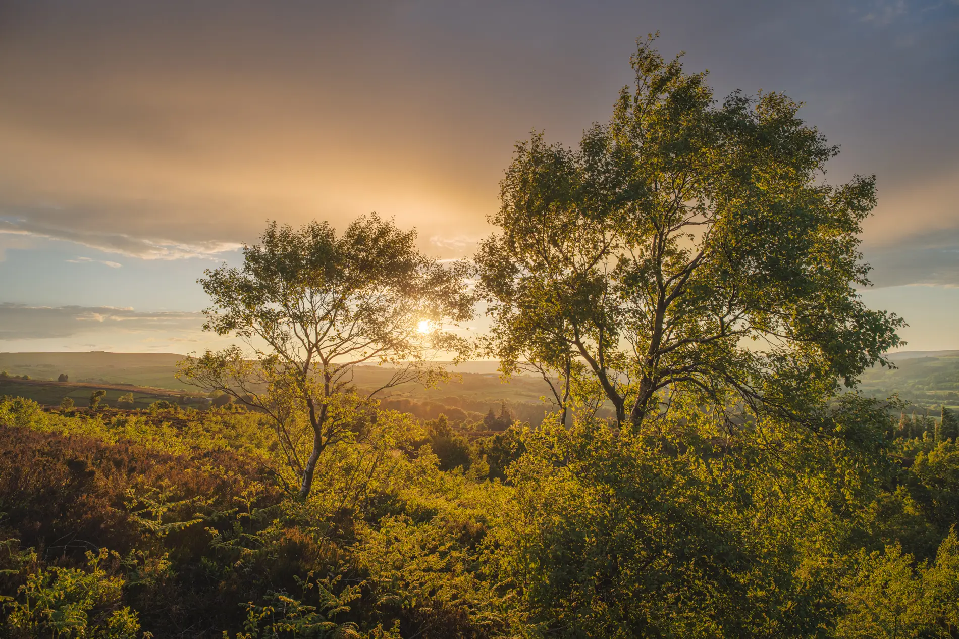 Silver birch trees on heather moorland at sunset, golden light over rolling hills in summer