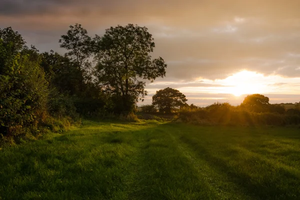 Ash tree and hedgerow beside a grassy meadow at golden sunset in countryside farmland