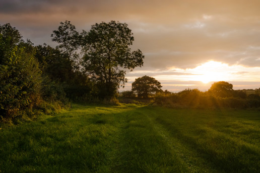  a person standing on a lush green field