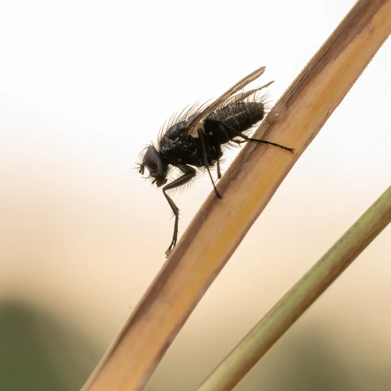 Close-up of a black fly perched on a brown, textured stem against a softly blurred, light background. The fly's details, such as hairy body and wings, are clearly visible.