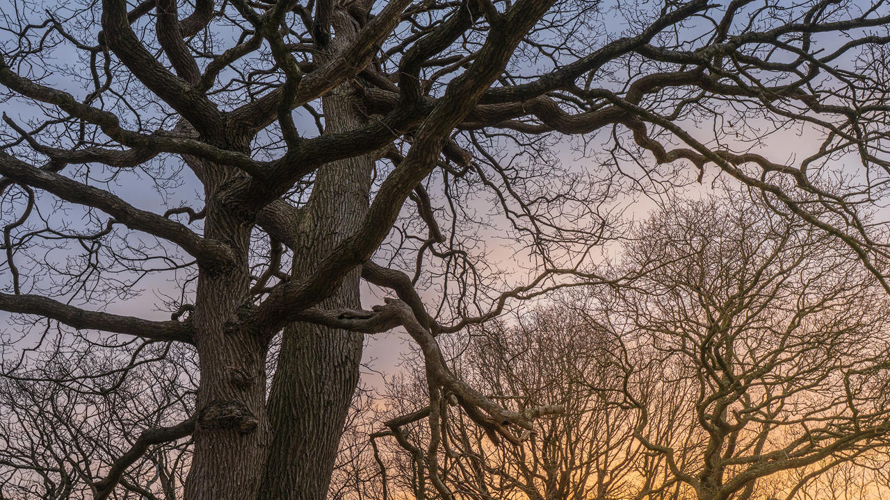 Silhouetted branches of an oak tree stretch into a pastel sky, transitioning from pale blue to soft orange as the sun sets. The intricate network of bare branches creates a complex pattern against the tranquil background.