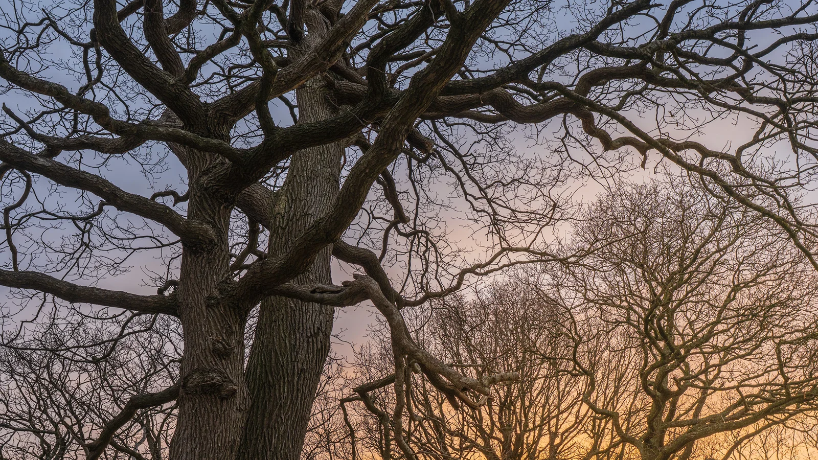 Bare oak tree with twisting branches against a soft pink and gold winter sunset sky in woodland