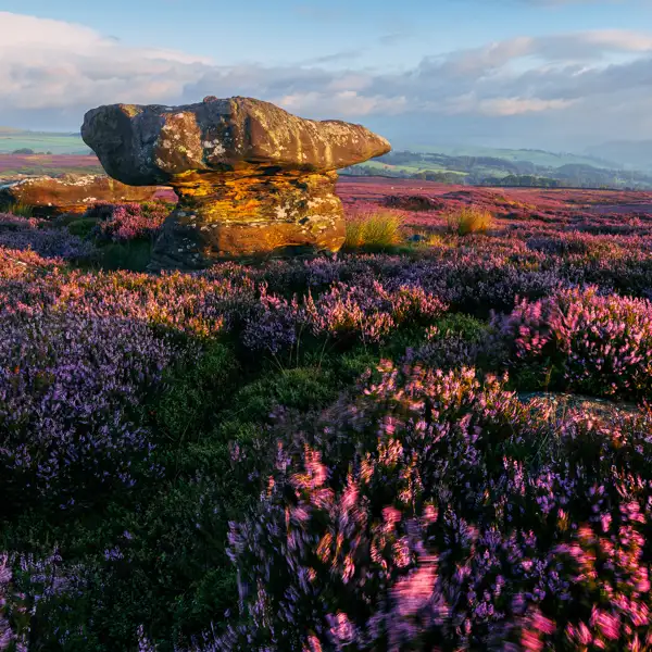 August Heather