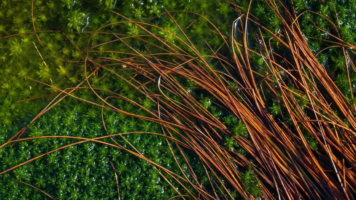 Brown grass-like strands over vibrant green moss in a sunlit setting. The moss appears lush and dense, with small star-shaped leaves, creating a striking contrast between the warm brown and vibrant green.
