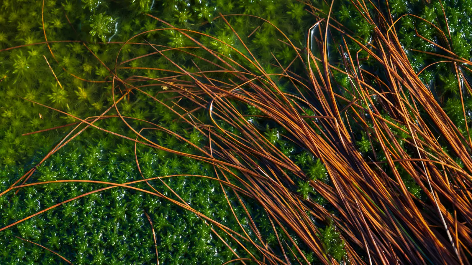Brown grass-like strands over vibrant green moss in a sunlit setting. The moss appears lush and dense, with small star-shaped leaves, creating a striking contrast between the warm brown and vibrant green.