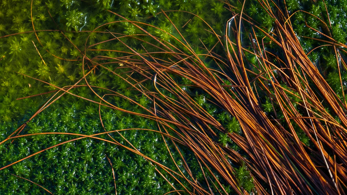 Rust-brown rushes arcing over vivid green sphagnum moss in a wetland bog, lit by warm low sunlight