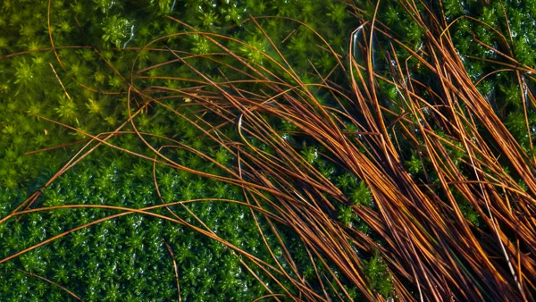 Rust-brown rushes arcing over vivid green sphagnum moss in a wetland bog, lit by warm low sunlight