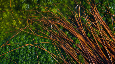 Tangle