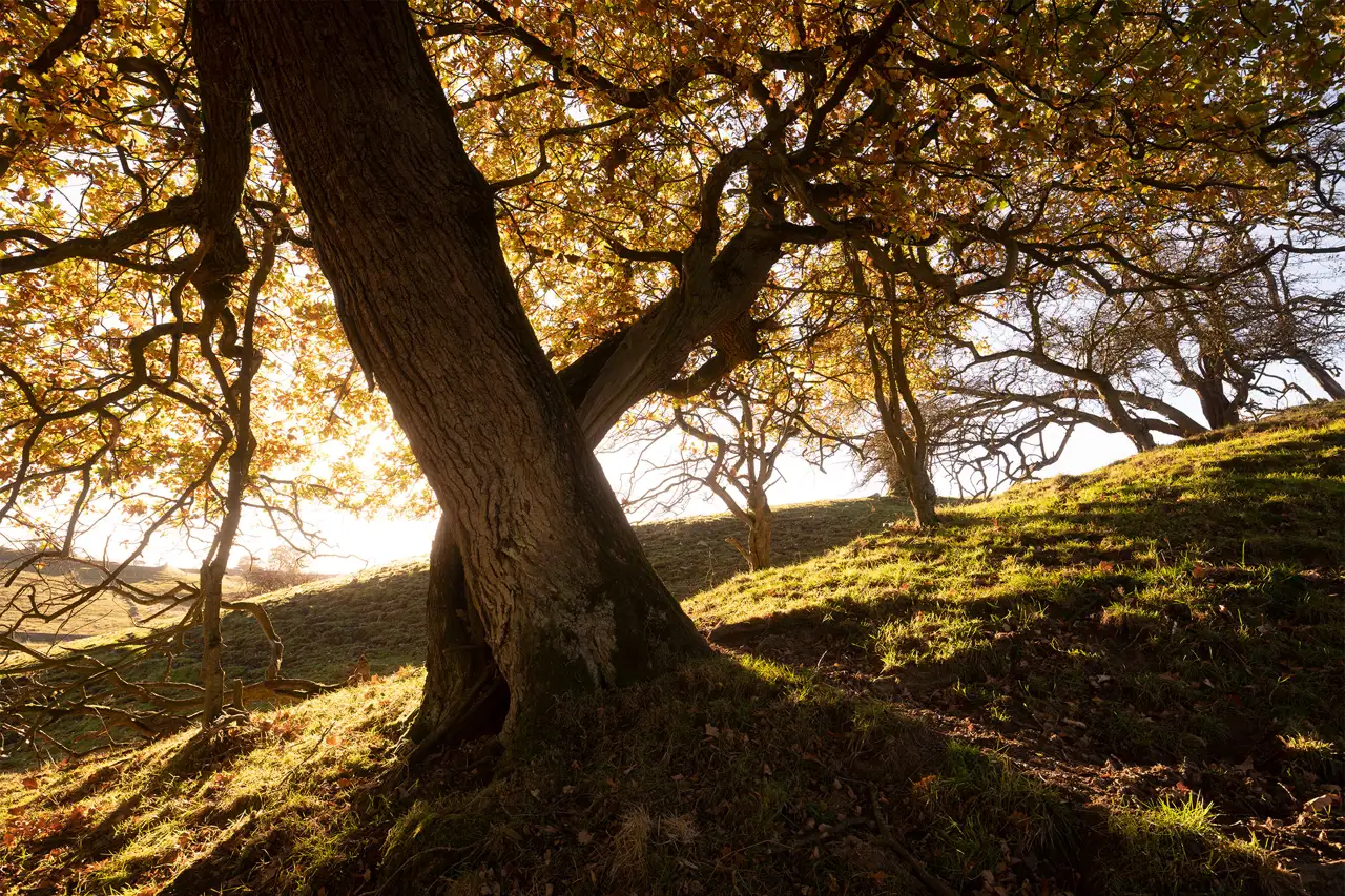 Sunlit trees with thick trunks and twisted branches cast long shadows on grassy hills. The sunlight filters through autumn leaves, creating a warm, golden glow on the landscape.