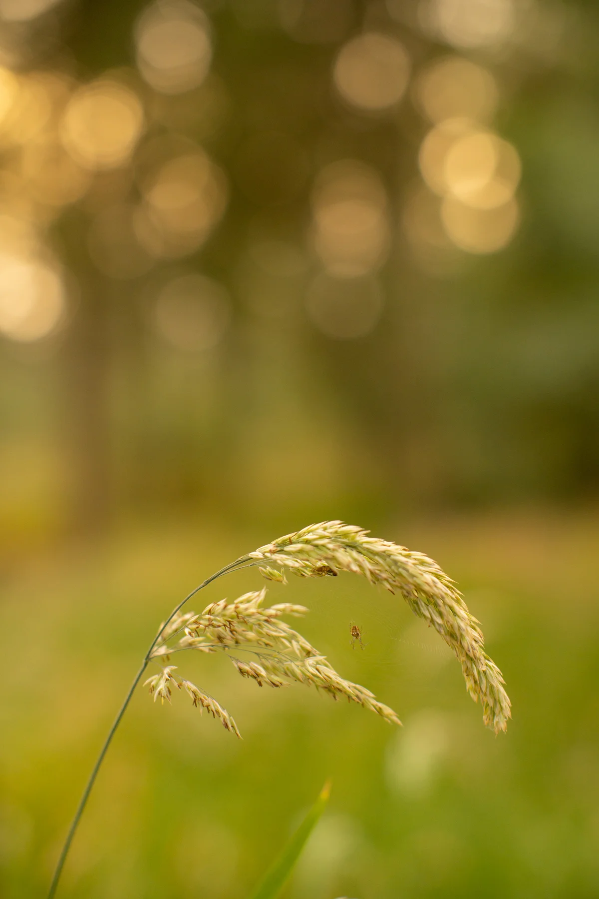 Spider on its web spun between arching seed-headed grasses in woodland with golden bokeh light
