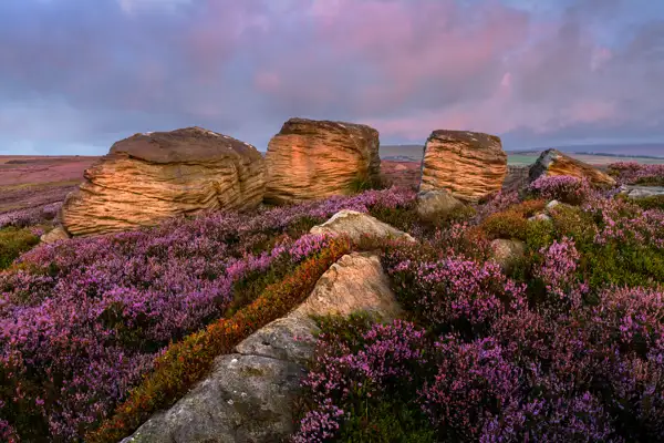 Heather-covered moorland with large, weathered rock formations under a sky painted with soft pink and purple hues from the setting or rising sun. The scene is tranquil, with the vibrant heather contrasting against the rugged rocks.