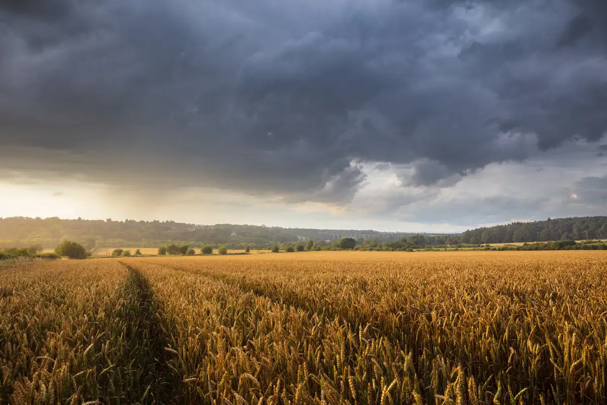 A vast wheat field, ripe and golden-brown, stretches under a dramatic sky over the Crimple Valley. A pathway cuts through the center, leading towards distant hills dotted with trees. The sky is a mix of dark storm clouds and brighter patches where sunlight breaks through, highlighting the wheat's rich color and creating a scene of imminent weather change, contrasting the tranquillity of the rural landscape.