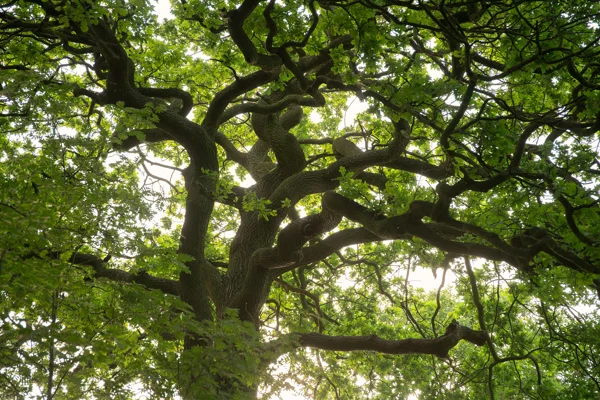 Gnarled oak tree canopy with twisting branches and fresh green leaves viewed from below in woodland.