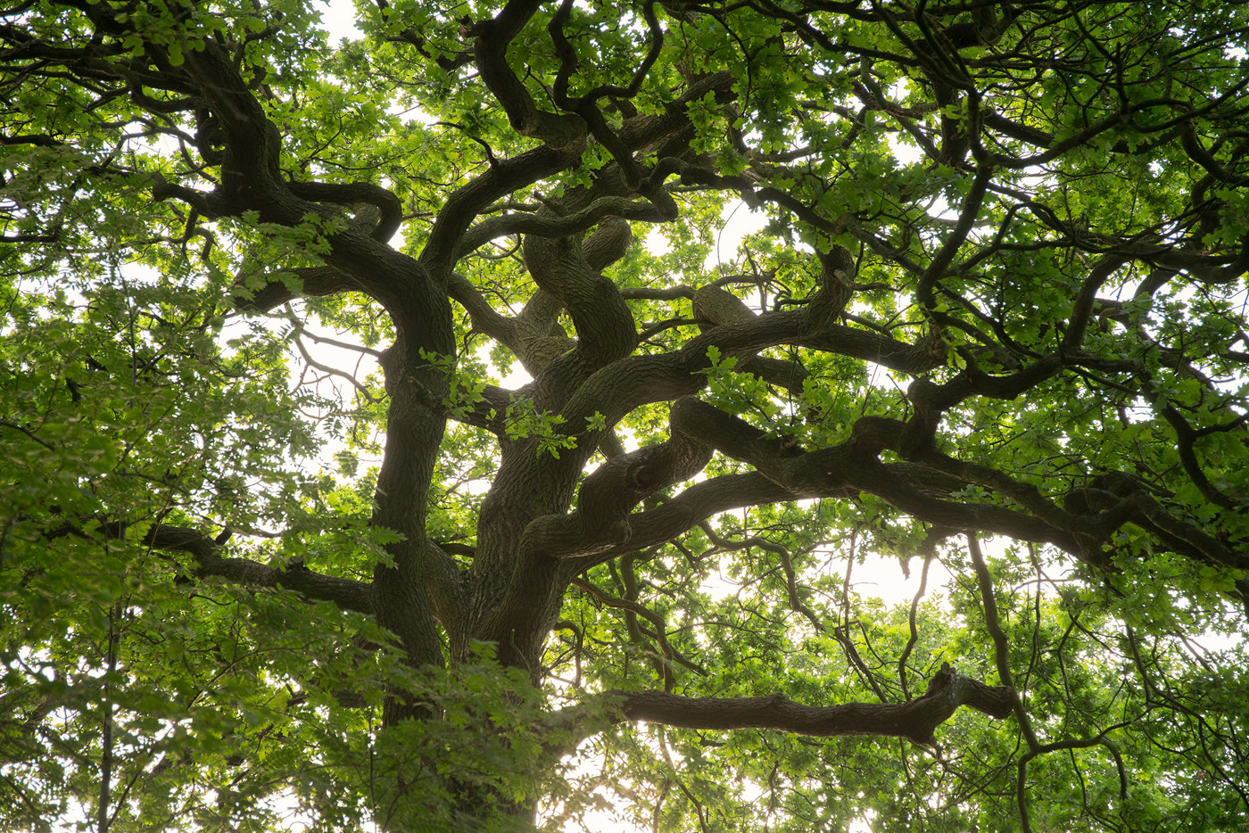  a large tree